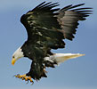Bird Gallery