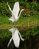 Bird Gallery