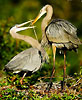 Bird Gallery
