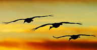 Bird Gallery