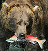 Bear Gallery
