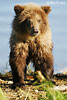 Bear Gallery