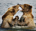 Bear Gallery