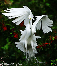 Great Egret in flight, Natures Best 2004 Photo Contest
winner,
                        copyright Roger N. Clark, Clarkvision.com