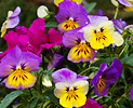 Icon image: flowers