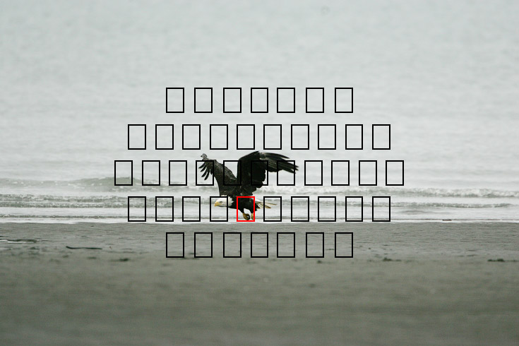 image eagle.09.15.2008.jz3f3013.af-b.jpg
