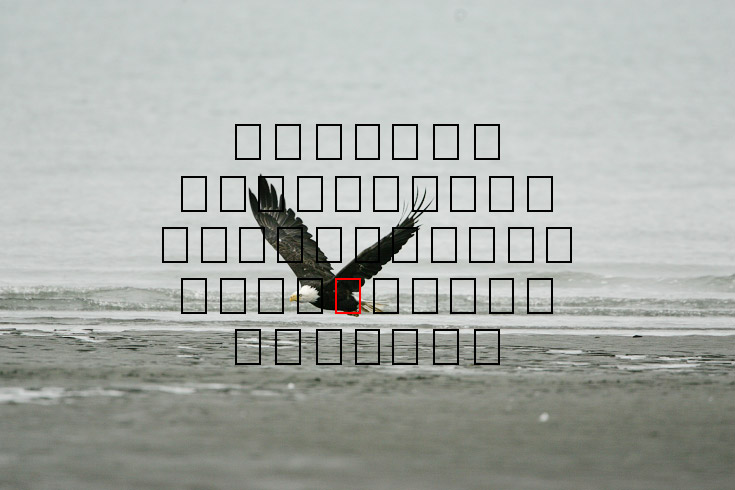 image eagle.09.15.2008.jz3f3014.af-b.jpg