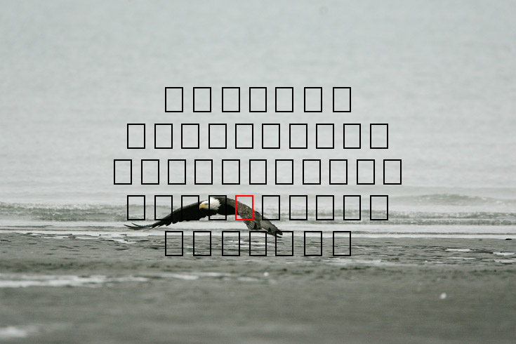 image eagle.09.15.2008.jz3f3015.af-b.jpg