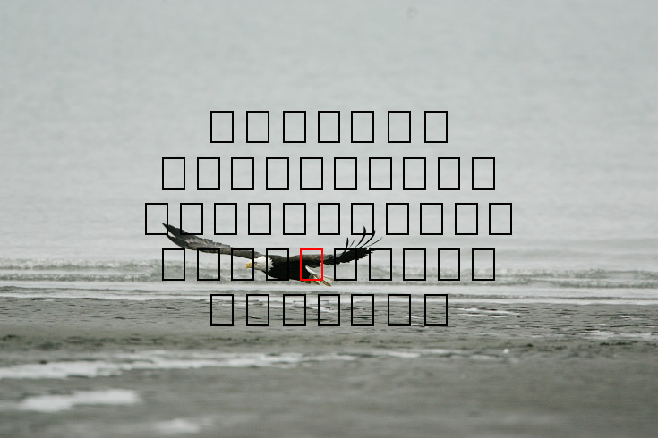 image eagle.09.15.2008.jz3f3017.af-b.jpg