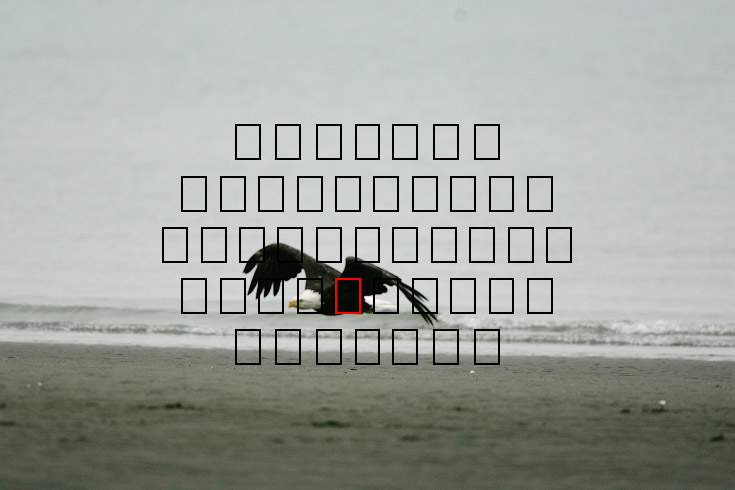 image eagle.09.15.2008.jz3f3024.af-b.jpg