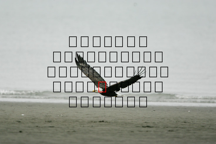 image eagle.09.15.2008.jz3f3025.af-b.jpg