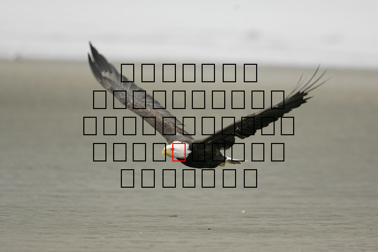 image eagle.09.15.2008.jz3f3033.af-b.jpg