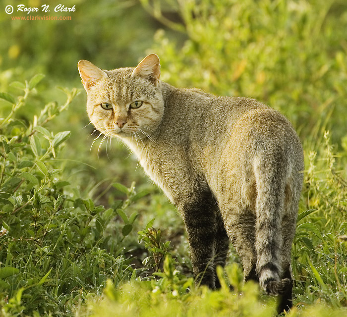 clarkvision photograph african wild cat wild cat 700x640