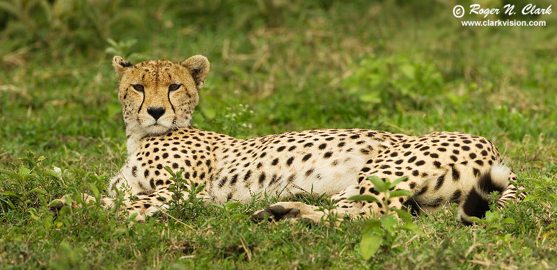 Duma The Cheetah