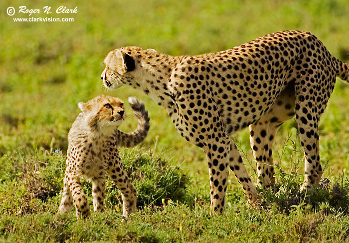 a cheetah cub
