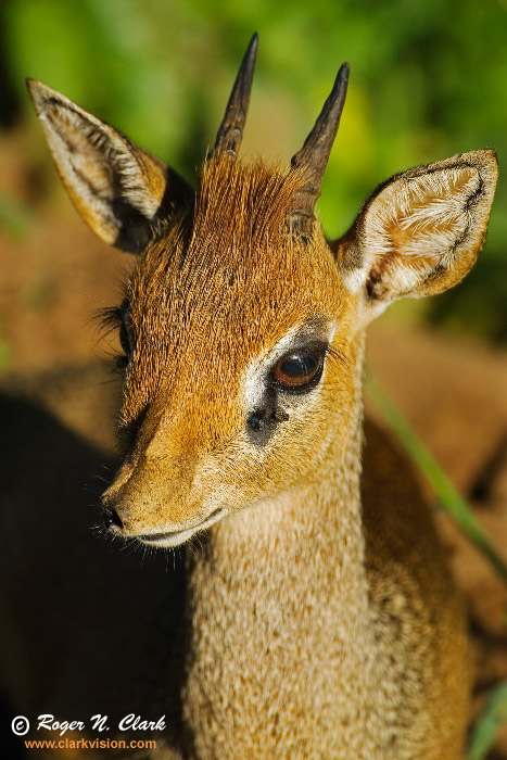 image dik.dik.c01.18.2007.JZ3F7221b-700.jpg is Copyrighted by Roger N. Clark, www.clarkvision.com