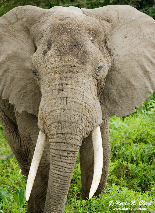 image elephant.c01.17.2007.JZ3F6878b-700.jpg is Copyrighted by Roger N. Clark, www.clarkvision.com