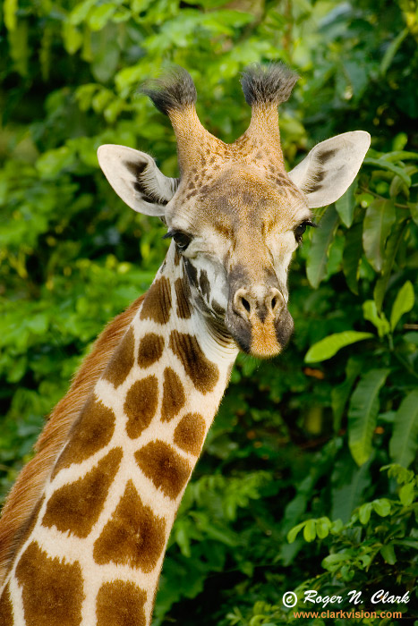 image giraffe.c01.18.2007.JZ3F7199b-700.jpg is Copyrighted by Roger N. Clark, www.clarkvision.com