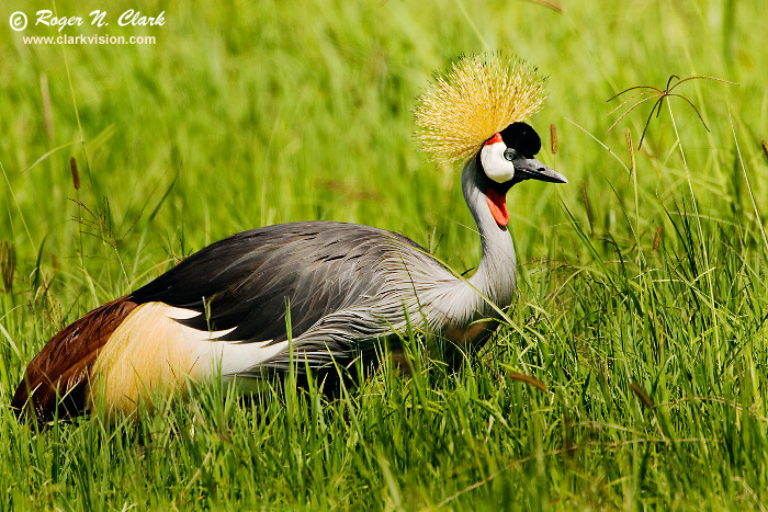 image grey.crowned.crane.c01.27.2007.JZ3F3059b-700.jpg is Copyrighted by Roger N. Clark, www.clarkvision.com