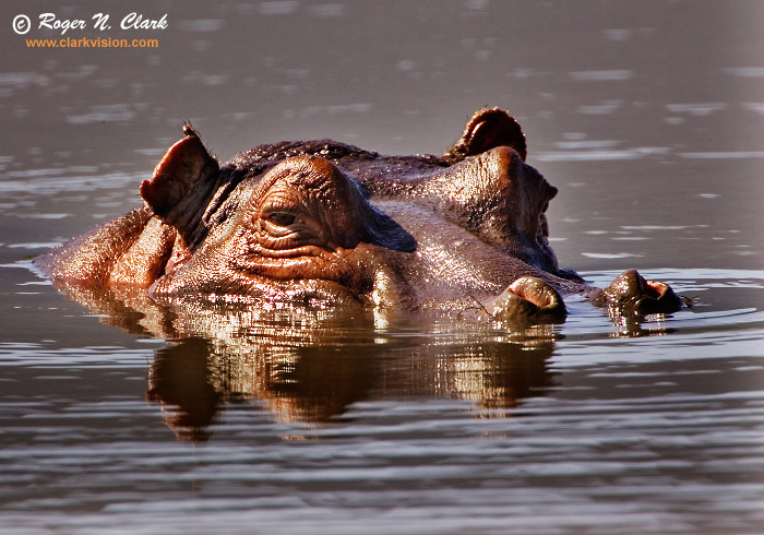 image hippopotamus.c01.28.2007.JZ3F3706b-700.jpg is Copyrighted by Roger N. Clark, www.clarkvision.com