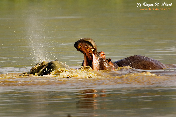 image hippopotamus.c01.29.2007.JZ3F3961b-700.jpg is Copyrighted by Roger N. Clark, www.clarkvision.com