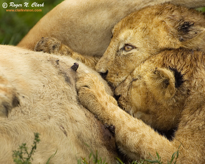 lion cubs pics. TITLESuckling Lion Cubs