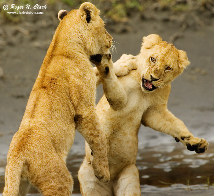 Two lion cubs (simba in Swahili) play fighting.