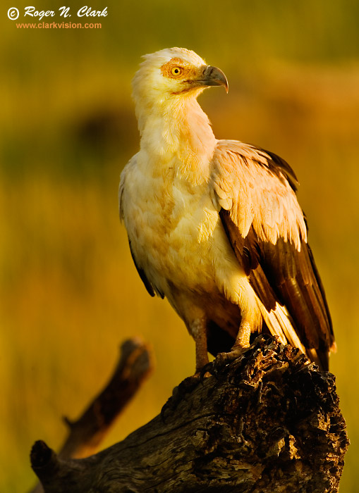 image palm.nut.vulture.c01.18.2007.JZ3F7182b-700.jpg is Copyrighted by Roger N. Clark, www.clarkvision.com