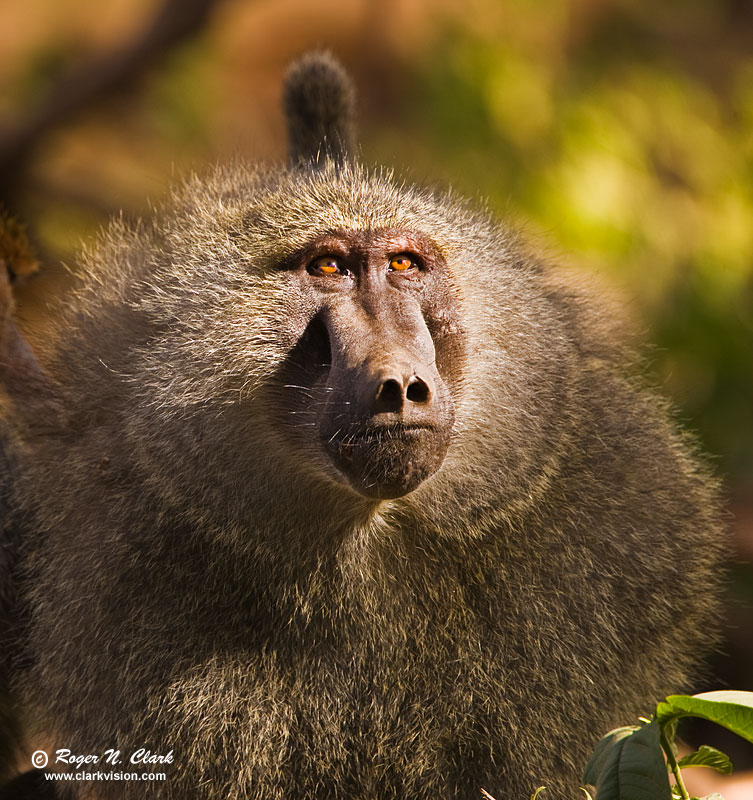 image baboon.c01.17.2009.jz3f0010.b-800.jpg is Copyrighted by Roger N. Clark, www.clarkvision.com