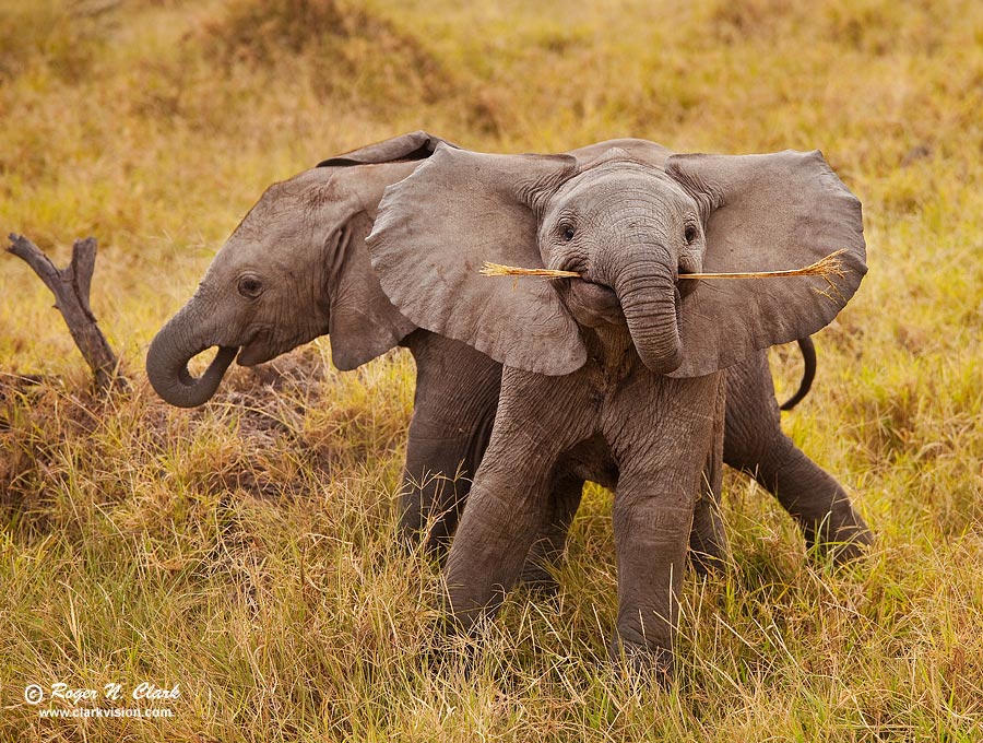 image baby.elephants.c01.17.2009._mg_0130.c-900.jpg is Copyrighted by Roger N. Clark, www.clarkvision.com