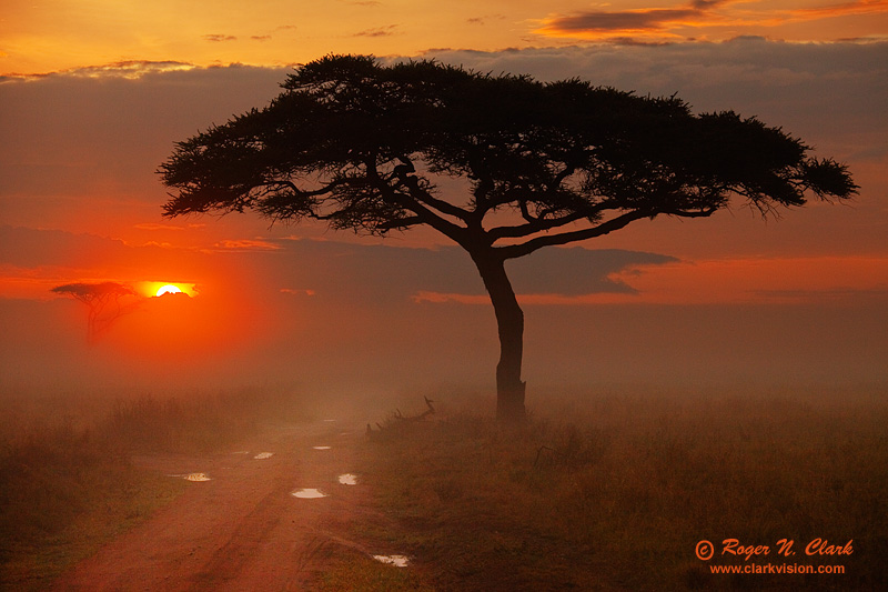 image foggy.serengeti.sunrise.c01.21.2009._mg_0867.c-800.jpg is Copyrighted by Roger N. Clark, www.clarkvision.com