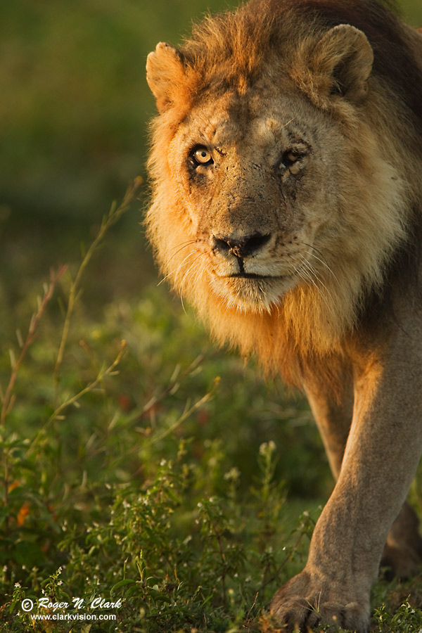Lion Male Picture