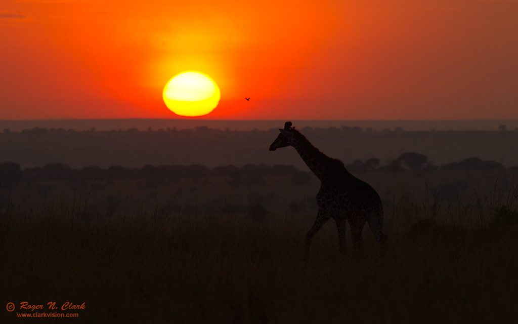 image giraffe.serengeti.sunrise.c08.06.2012.C45I1376.b-1024.jpg is Copyrighted by Roger N. Clark, www.clarkvision.com