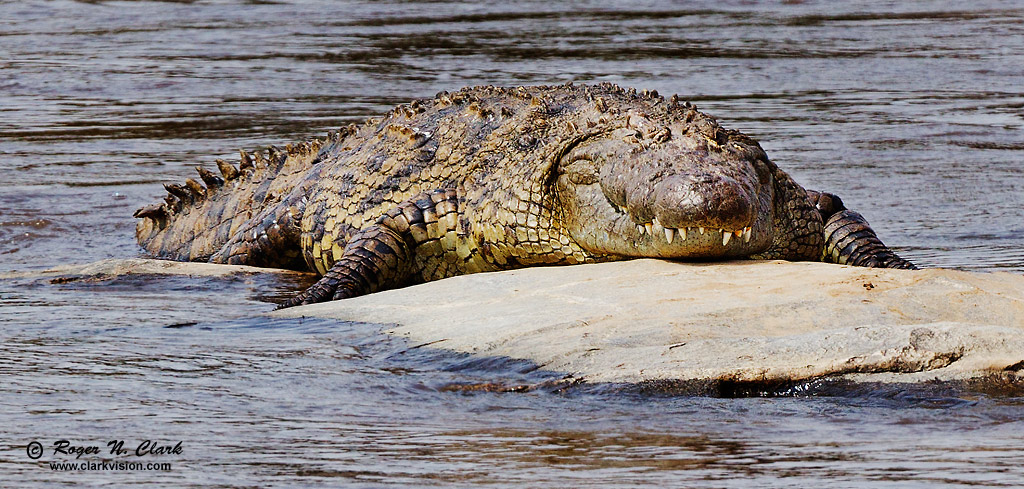 image nile.crocodile.c08.07.2012.C45I2564.d-1024.jpg is Copyrighted by Roger N. Clark, www.clarkvision.com
