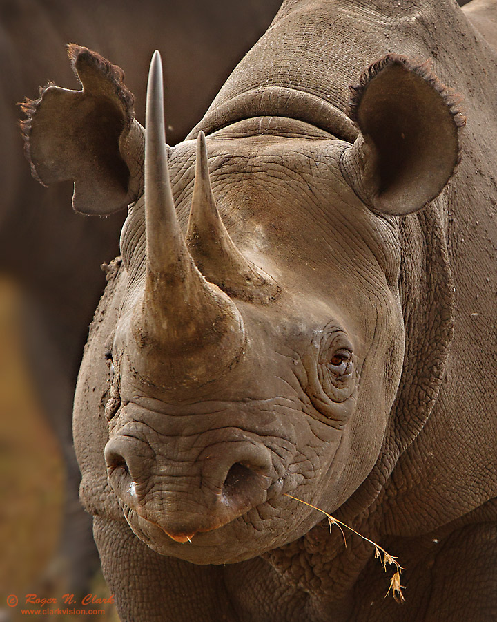 image rhinoceros.c08.08.2012.C45I4086.c-900v.jpg is Copyrighted by Roger N. Clark, www.clarkvision.com