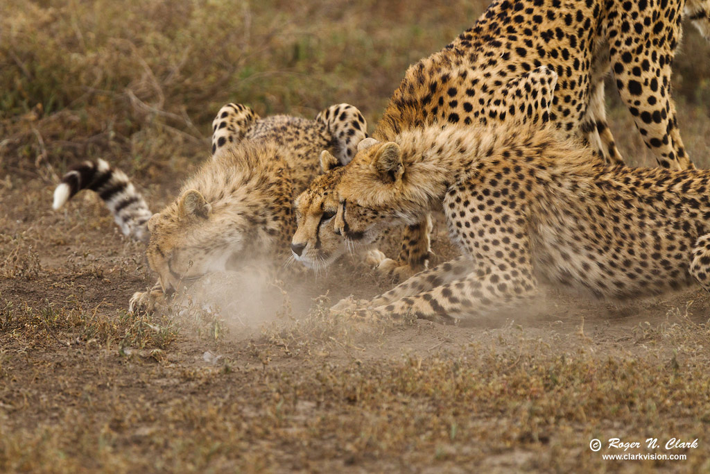 image cheetah.chase..c02.12.2013.C45I0665.b-1024.jpg is Copyrighted by Roger N. Clark, www.clarkvision.com