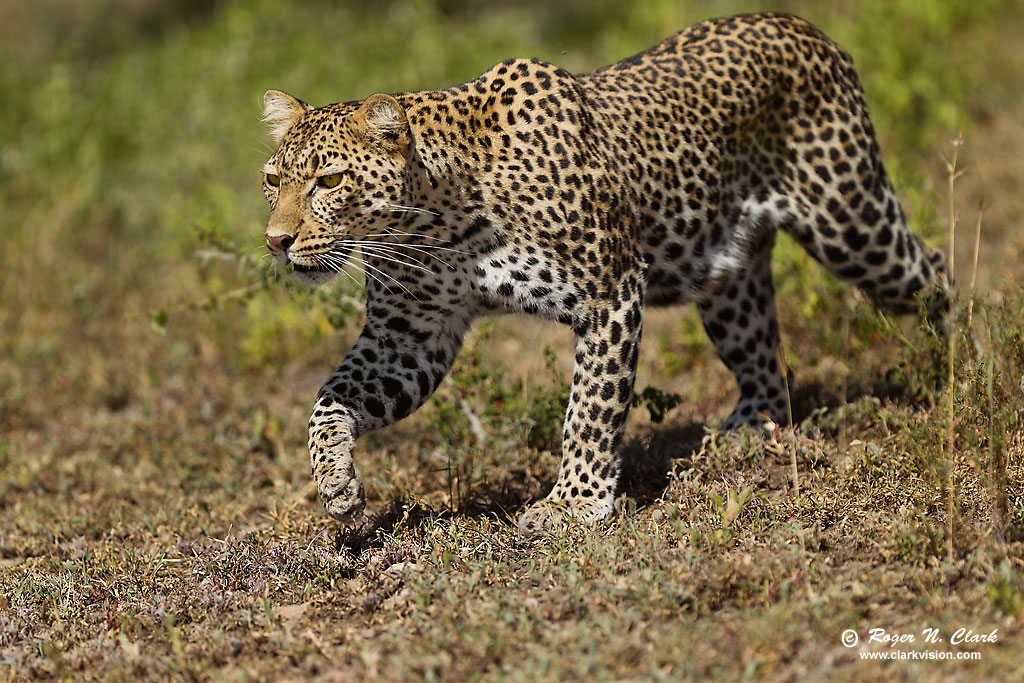 mercurial leopard