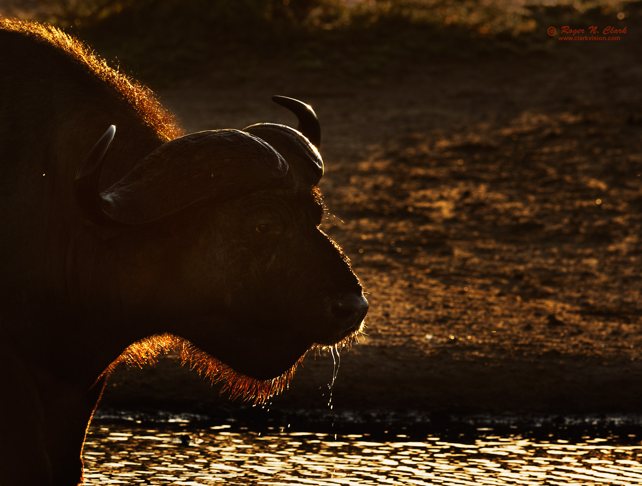 image cape.buffalo.c02.20.2015.0J6A4411_d-1260s.jpg is Copyrighted by Roger N. Clark, www.clarkvision.com