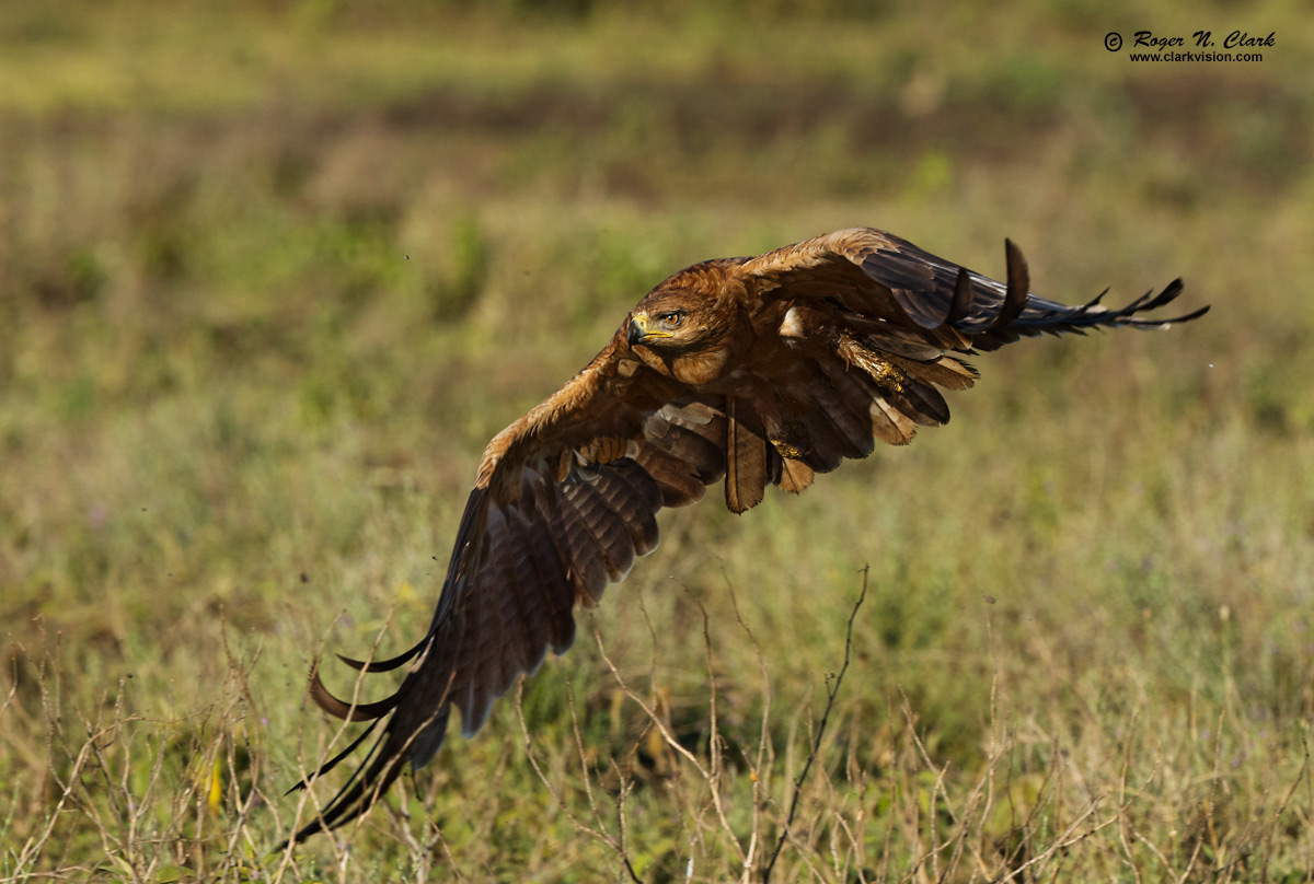 image tawny.eagle.c02.19.2015.0J6A3931_d-1200s.jpg is Copyrighted by Roger N. Clark, www.clarkvision.com