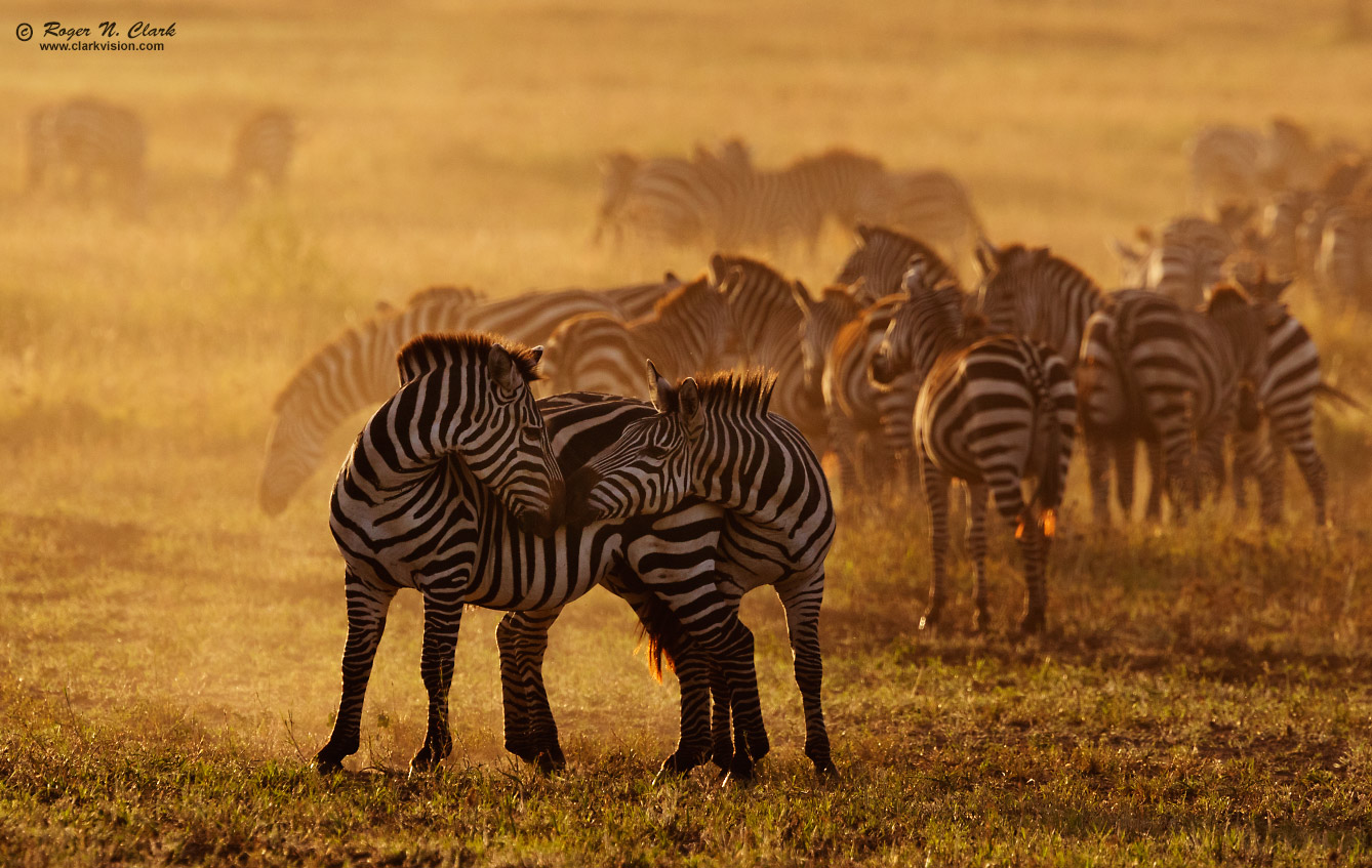 image zebras.kissing.c02.22.2015.0J6A6743_d-1338s.jpg is Copyrighted by Roger N. Clark, www.clarkvision.com