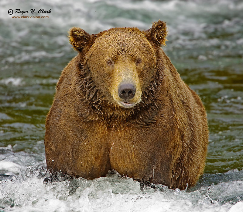 ClarkVision Photograph Fat Happy And Full Of Salmon