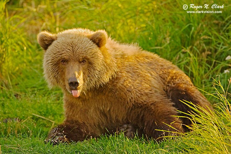 image brown.bear.09.13.2008.jz3f1634.b-800.jpg is Copyrighted by Roger N. Clark, www.clarkvision.com