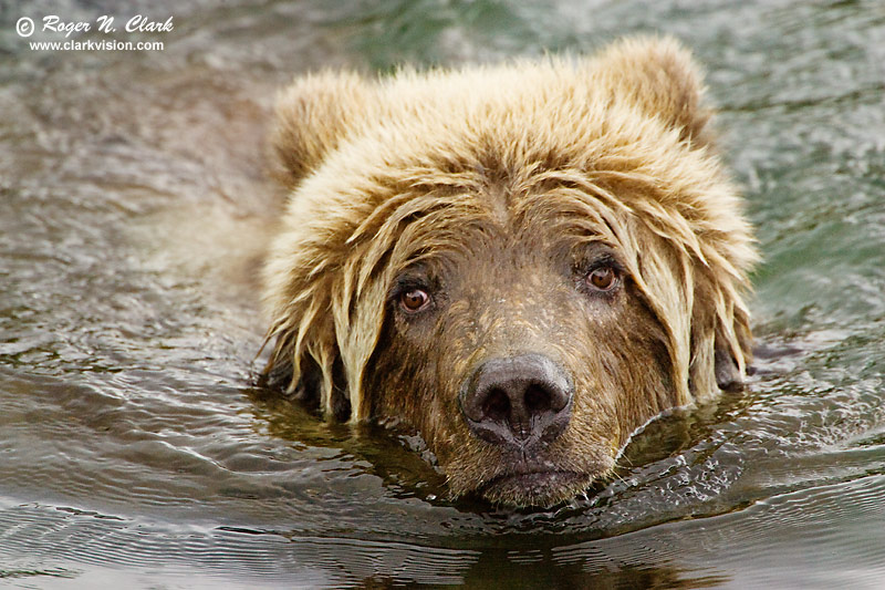 image brown.bear.09.13.2008.jz3f2091.b-800.jpg is Copyrighted by Roger N. Clark, www.clarkvision.com