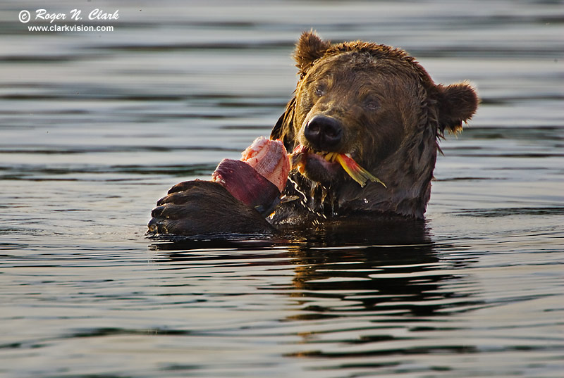 image brown.bear.09.14.2008.jz3f2408.b-800.jpg is Copyrighted by Roger N. Clark, www.clarkvision.com