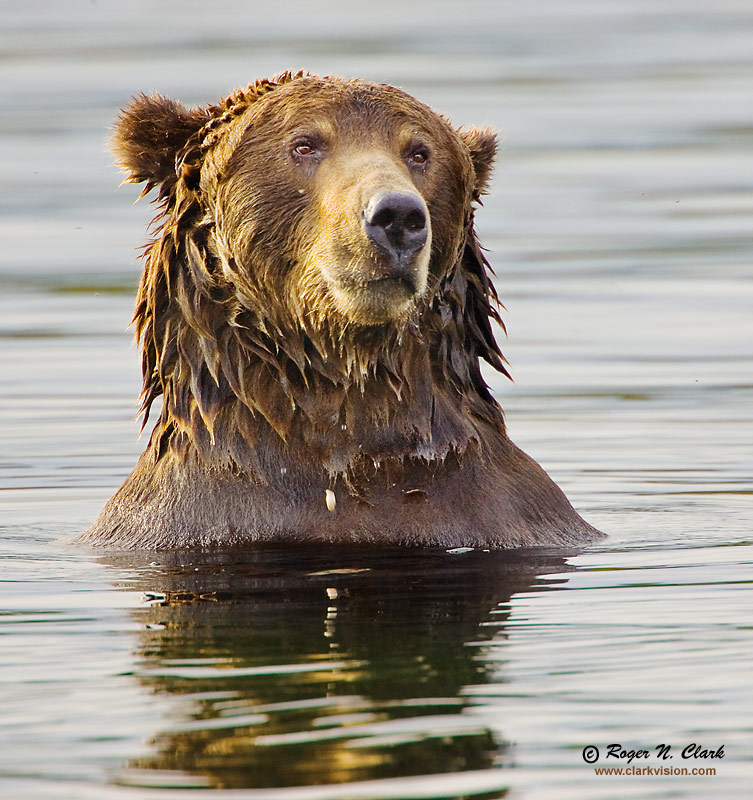 image brown.bear.09.14.2008.jz3f2526.b-800.jpg is Copyrighted by Roger N. Clark, www.clarkvision.com