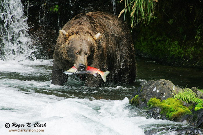 image brown_bear.c09.07.2004.JZ3F0884.b-700.jpg is Copyrighted by Roger N. Clark, www.clarkvision.com
