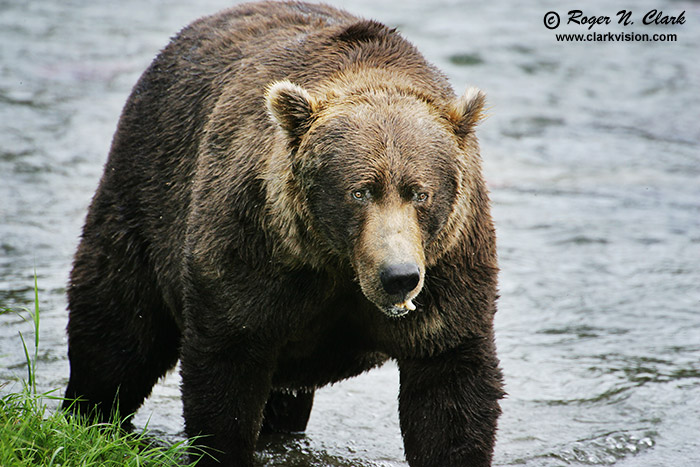 image brown_bear.c09.07.2004.JZ3F0998.b-700.jpg is Copyrighted by Roger N. Clark, www.clarkvision.com