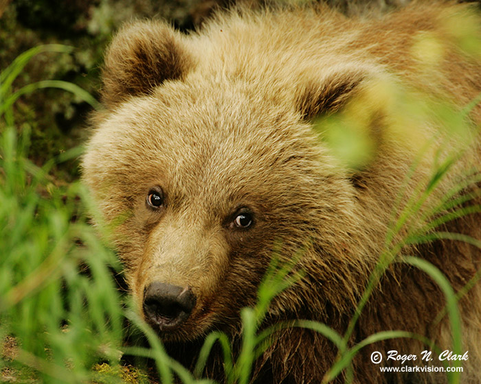 image brown_bear.c09.07.2004.JZ3F1165.b-700.jpg is Copyrighted by Roger N. Clark, www.clarkvision.com