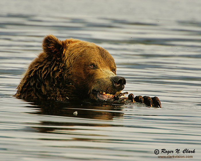 image brown_bear.c09.07.2004.JZ3F1242.b-700.jpg is Copyrighted by Roger N. Clark, www.clarkvision.com