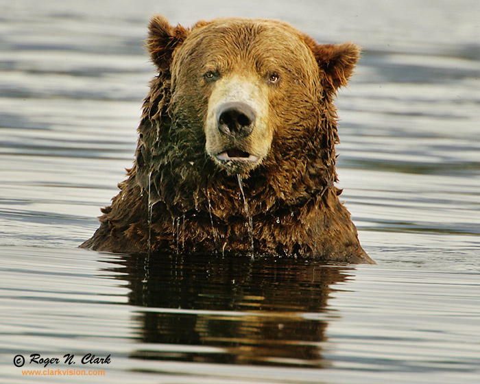 image brown_bear.c09.07.2004.JZ3F1261.b-700.jpg is Copyrighted by Roger N. Clark, www.clarkvision.com
